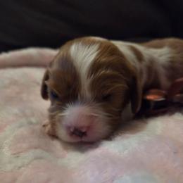 Peach Girl - Blenheim female Cavalier King Charles Spaniel puppy in Forest Lake, Minnesota from Northern Lights Goldens