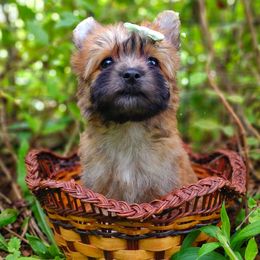 Companion Cross, Havanese, Mal-Shi, Maltese, Maltipoo, Morkie, and Shih Tzu Puppies from Seeking Shalom Acres Maltese, Maltipoos & Havamalts