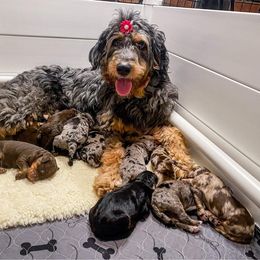 Aussiedoodle and Bernedoodle Puppies from Rowe Farms Aussiedoodles