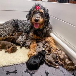 Aussiedoodle and Bernedoodle Puppies from Rowe Farms Aussiedoodles