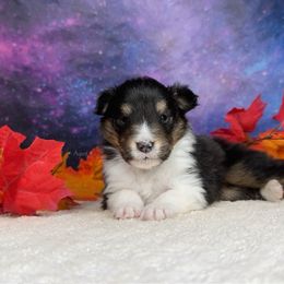 Dr Seuss - Black white and tan male Shetland Sheepdog puppy in Elk, Washington from Asgard Shetland Sheepdogs