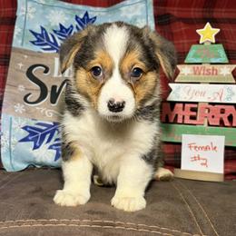 Girl 1 - Black and tan female Pembroke Welsh Corgi puppy in Portland, North Dakota from Sliding stop corgis