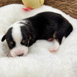 Lyric - Black and tan male American Corgi puppy in Casper, Wyoming from Flying Note Shorties