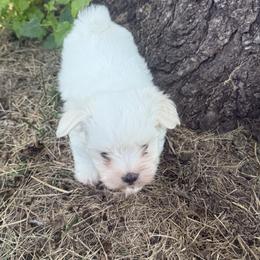 Maltese Puppies from Bichoncitos Malteses ❤️