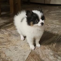 Helen - Tri-colored female Pomeranian puppy in Mesa, Arizona from Perfectly Pampered Pomeranians