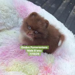 Choc boy 3200 no breeding rights - Chocolate male Pomeranian puppy in Kentucky from Em&M Pomeranians