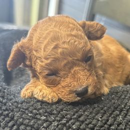 Bitty - Red  female Poodle puppy in Taylorsville, North Carolina from SilverLining highlands and hounds