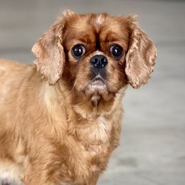 Wendy - Cavalier King Charles Spaniel