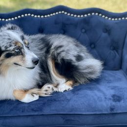 Aussiedoodles, Miniature American Shepherds, and Miniature Australian Shepherds from Biggie Ranch