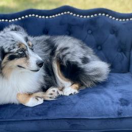 Aussiedoodles, Miniature American Shepherds, and Miniature Australian Shepherds from Biggie Ranch