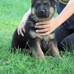 German Shepherd Puppies from Valiant Shepherds