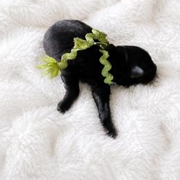Green Boy - Black male Belgian Sheepdog puppy in Virginia Beach, Virginia from Sea Major Belgians