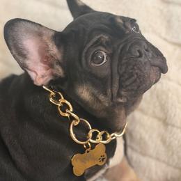 Ollie - Black and tan male French Bulldog puppy in Plano, Illinois from Velvet Fluffy Pups