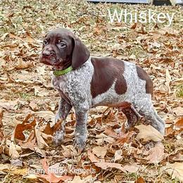 German Shorthaired Pointer Puppies from Jenny Ridge Kennels