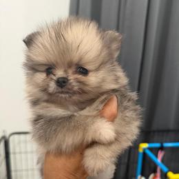 Prince Merle - Blue merle male Pomeranian puppy in Moody, Texas from Luxury Pets of Central Texas