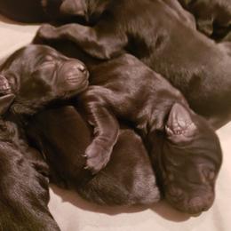 Giant Schnauzer Puppies from Valour's Giants