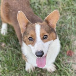 Remmy  - Pembroke Welsh Corgi