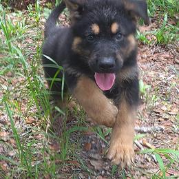 Boy 2 - Bi-color male German Shepherd puppy in Brooksville, Florida from Kennel: Von Stephan Max Shepherds/Partner at Euro-American K-9