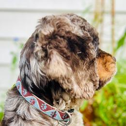 Cockapoo puppies from Lulu's Cockapoos