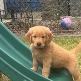 Golden Retriever Puppies from Bigfoot Goldens - AKC Registered Dark Red