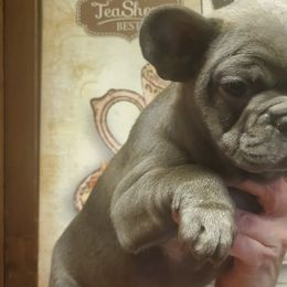 French Bulldogs from D&M Frenchbulldogs
