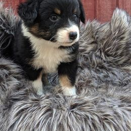 Australian Shepherd Puppies from Rockin' Aussies