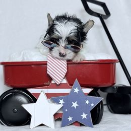 4th of July Sale Akc Bear 2000 - Black tan and white male Biewer Terrier puppy in Cartersville, Georgia from Alpha Tiny Paws