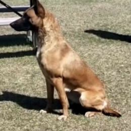 Belgian Malinois and Sporty Mixes from Sirius Performance Dogs