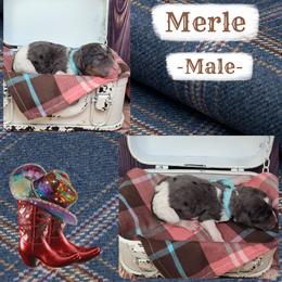 Merle - Parti male Goldendoodle puppy in Grabill, Indiana from Rose's Doodles