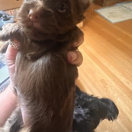 Yorkshire Terrier Puppies from DLJ Yorkies