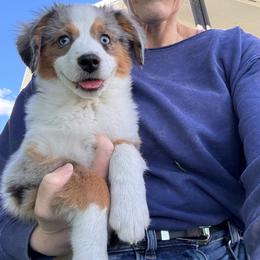 Joy - Blue merle female Miniature American Shepherd puppy in Tonasket, Washington from V5 Aussies
