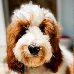 Buster - Goldendoodle