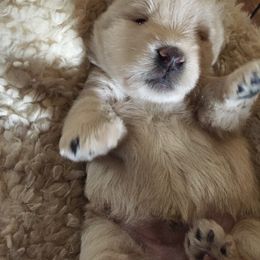 Scottish Terrier Puppies from Gina Smith