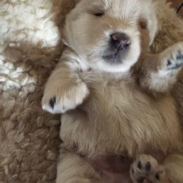 Scottish Terrier Puppies from Gina Smith