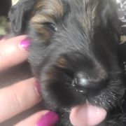 Girl 2 - Tawny Briard puppy in Frankford, West Virginia from Honey Bee Hill