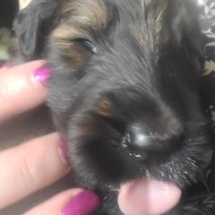 Girl 2 - Tawny Briard puppy in Frankford, West Virginia from Honey Bee Hill