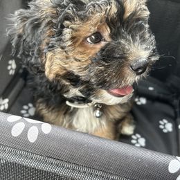 Shih Tzus from Christina’s Puppy Utopia