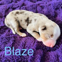 Blaze - Red merle male Australian Shepherd puppy in Charlotte, North Carolina from Awesome Aussies