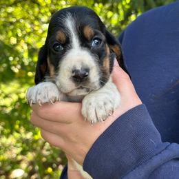 Female 1 - Black brown and white female Basset Hound puppy in Lindley, New York from Hill Top Basset Hounds & Cane Corso