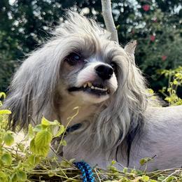 Dhanvin - Sable male Chinese Crested puppy in Lutz, Florida from Halcyon Chinese Cresteds
