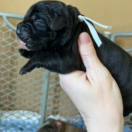 Thorn - Black male Cane Corso puppy in Altoona, Alabama from Snead’s Cane Corso Kennel