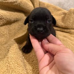 Girl 3 - Black female Staffordshire Bull Terrier puppy in Montgomery, Texas from KnowJokes Staffordshire Bull Terriers