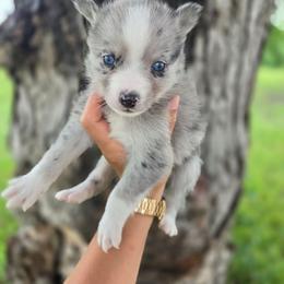 Echo - Merle female Pomsky puppy in Mc Callsburg, Iowa from SZ Rolling Acres LLC