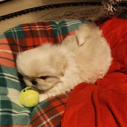 Pekingese Puppies from Heather's Pekingese