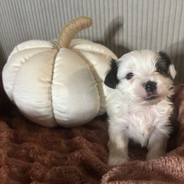Gorgeous Parti Coloration Female Yorkie - Parti female Yorkshire Terrier puppy in Benson, Arizona from Happy Tails Yorkies