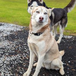 Shakira - Siberian Husky