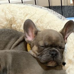 French Bulldog Puppies from EMF
