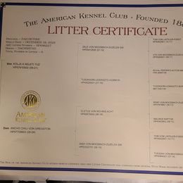 Dachshund Puppies from Doxikota