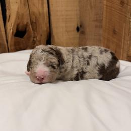 Jolene - Red merle female Aussiedoodle puppy in Lavonia, Georgia from H & A Kennels