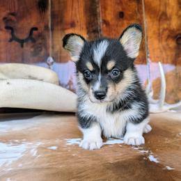 Martin Crane - Black and tan male American Corgi puppy in Shawnee, Oklahoma from Sunray Ranch
